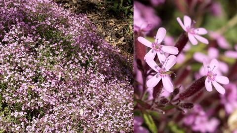 Foto van Muurzeepkruid