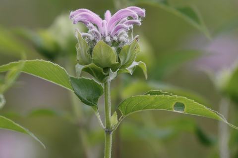Foto van Wilde bergamotplant