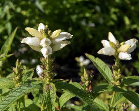 Foto van Schildpadbloem ‘Alba’