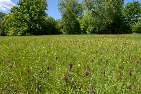 Foto van Brede orchis