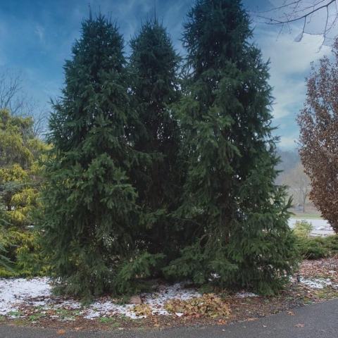 Foto van Picea 'Cupressina'