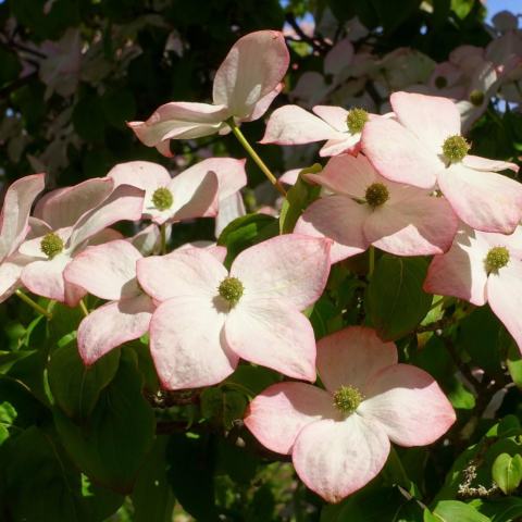 Foto van Cornus 'Satomi'
