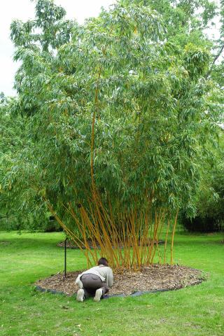 Foto van Phyllostachys 'Aureocaulis'