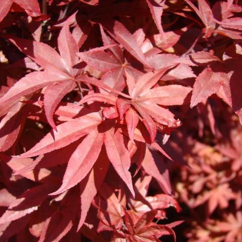Foto van Acer 'Twombly's Red Sentinel'