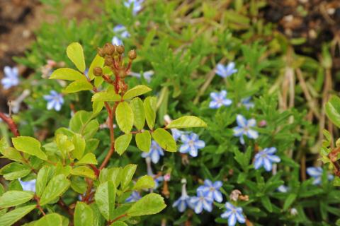 Foto van Lithodora 'Heavenly Blue'