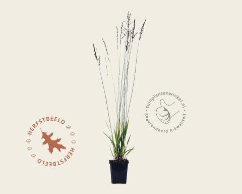 Foto van Pijpenstrootje ‘Heidezwerg’