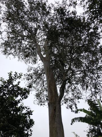 Foto van Galapagos-guave