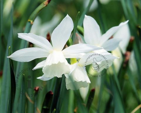 Foto van Narcis ‘Thalia’