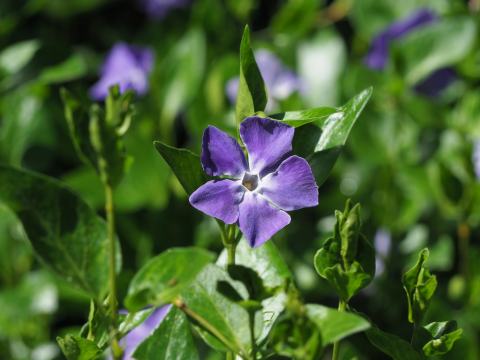 Foto van Vinca 'onbeken'