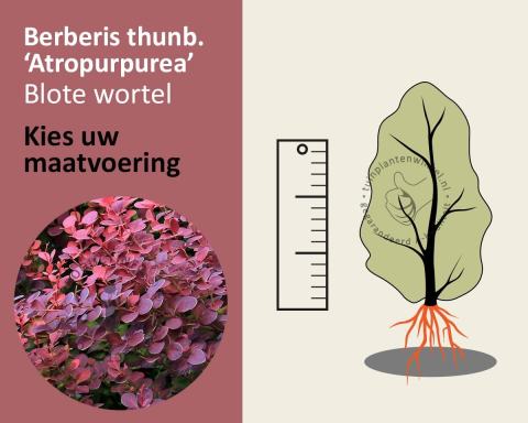 Foto van Japanse zuurbes ‘Atropurpurea’
