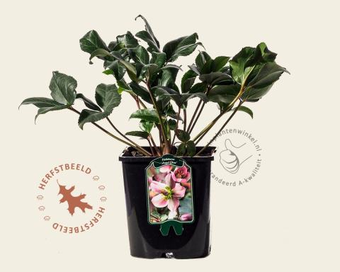 Foto van Oosters nieskruid ‘Angel Glow’