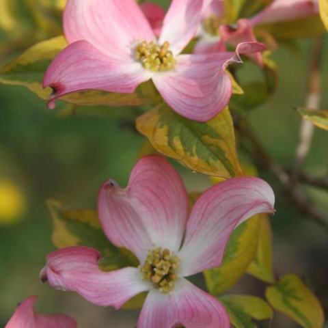 Foto van Cornus 'Cherokee Sunset'