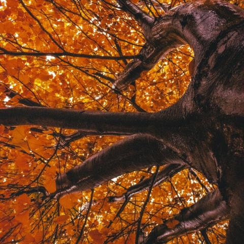 Foto van Acer 'Autumn Flame'