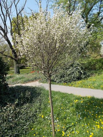 Foto van Prunus 'Umbraculifera'