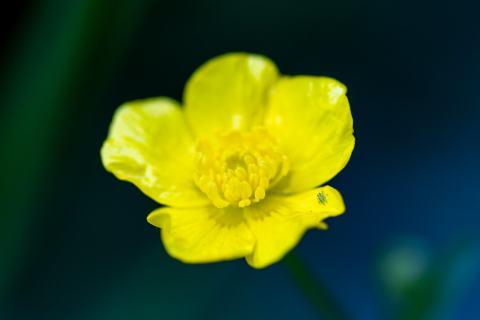 Foto van Knolboterbloem
