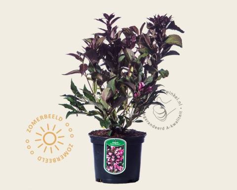 Foto van Weigela ‘Naomi Campbell’