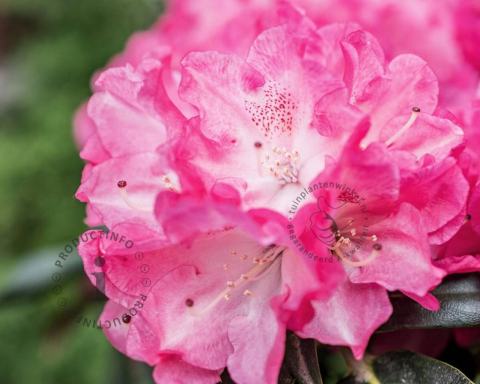 Foto van Rododendron ‘Fantastica’