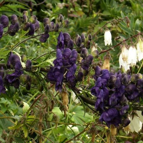 Foto van Aconitum 'Spark's Variety'