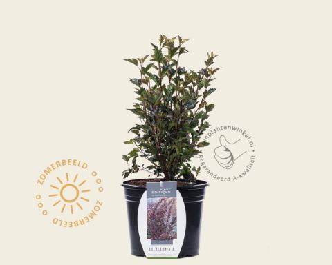 Foto van Blaasspirea ‘Little Devil’