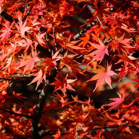 Foto van Acer 'Chitose Yama'