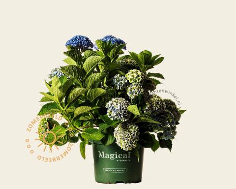 Foto van Boerenhortensia ‘Magical Revolution’