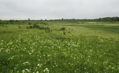 Foto van Bergvenkel