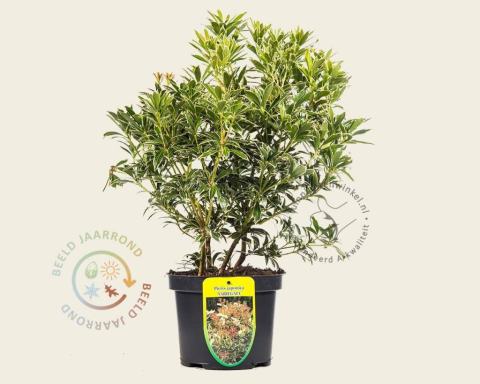 Foto van Rotsheide ‘Variegata’