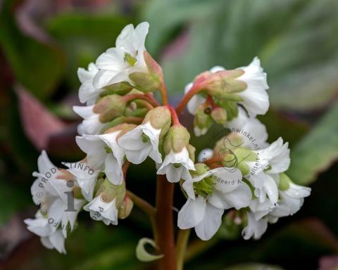 Foto van Schoenlappersplant ‘Bressingham White’