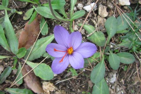 Foto van Welriekende krokus