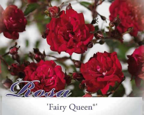 Foto van Bodembedekkende roos ‘Fairy Queen’