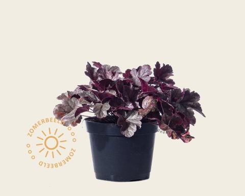 Foto van Purperklokje ‘Carnival Plum Crazy’