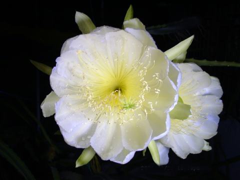 Foto van Gele pitahaya