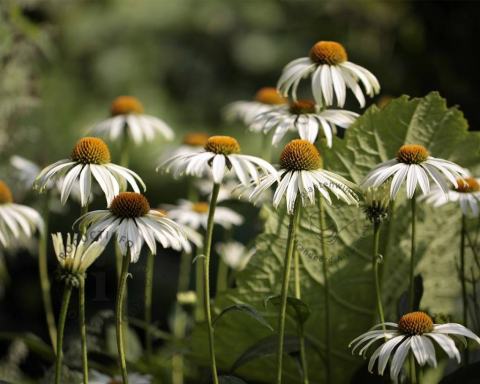 Foto van Zonnehoed ‘White Swan’