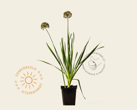 Foto van Sierui ‘Millenium’