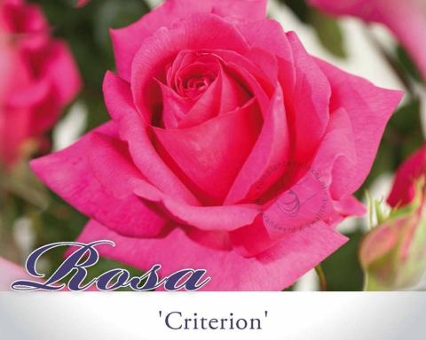 Foto van Grootbloemige roos ‘Criterion’