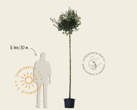 Foto van Acer 'Nanum'