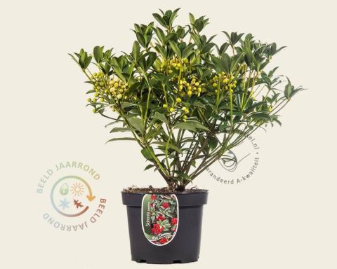 Foto van Skimmia (Tweeslachtig) ‘Red Diamond’