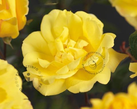 Foto van Klimroos ‘Golden Showers’