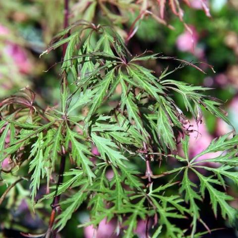 Foto van Acer 'Oshu Shidare'