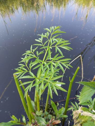Foto van Waterscheerling