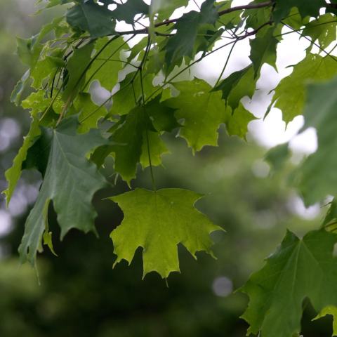 Foto van Acer 'Emerald Queen'