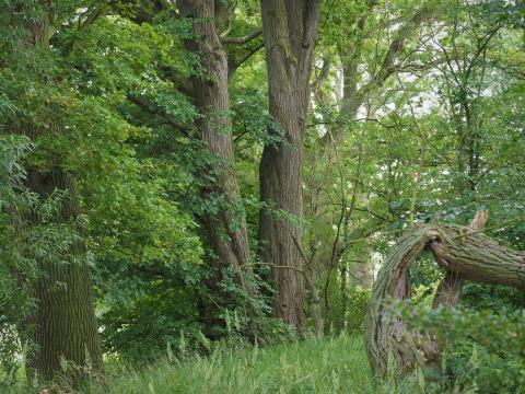 Foto van Fladderiep