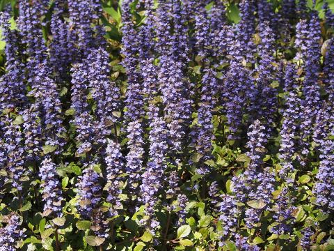 Foto van Ajuga 'Atropurpurea'
