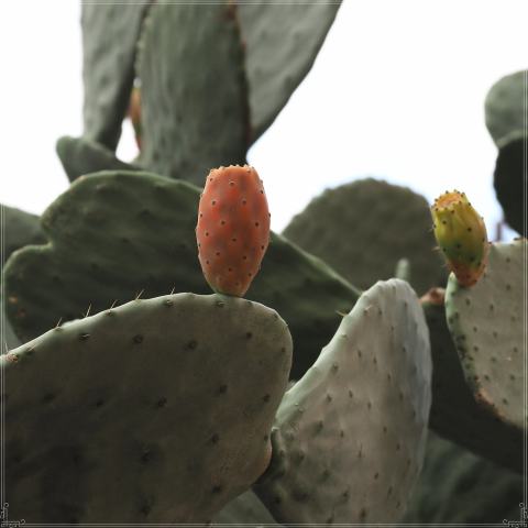 Foto van Cactusvijg