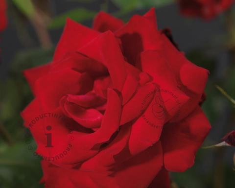 Foto van Grootbloemige roos ‘Dame de Coeur’