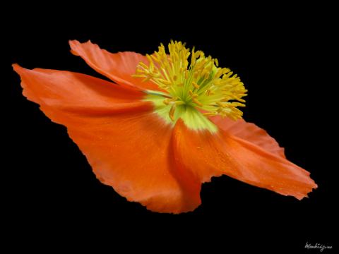 Foto van IJslandse papaver