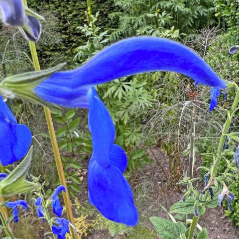 Foto van Blauwe salie