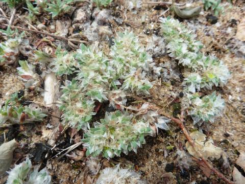 Foto van Zilverbloem