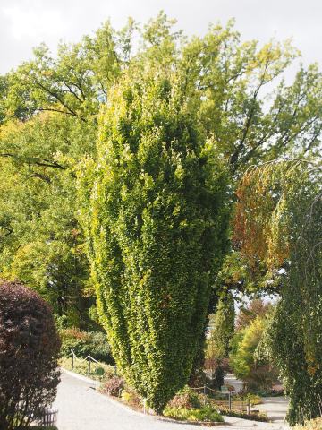 Foto van Fagus 'Dawyck'