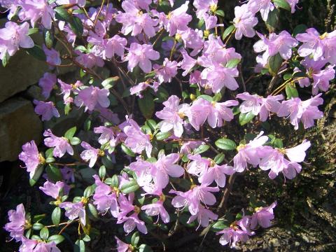 Foto van Rhododendron 'Praecox'